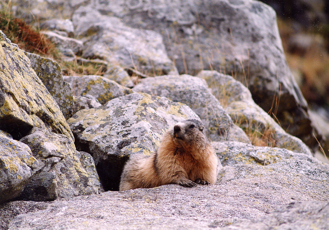 Marmotes