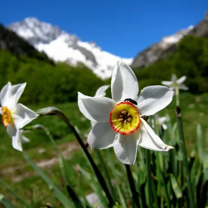 narcis_1024x768.jpg