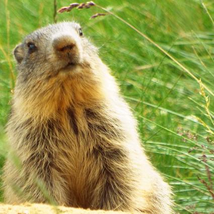 roger_gras_guia_aiguestortes_-_vall_de_boi_-_pirineus_-_observacio_fauna_3.jpg