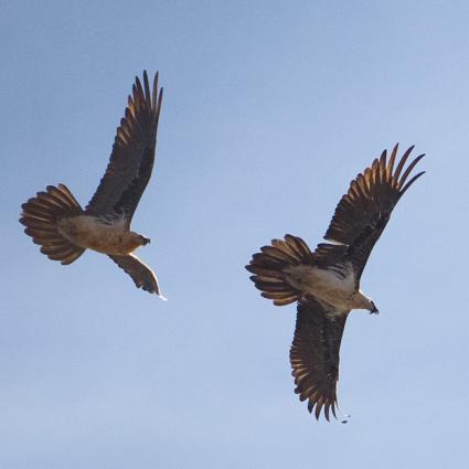 roger_gras_guia_aiguestortes_-_vall_de_boi_-_pirineus_-_observacio_fauna_pirineus.jpg