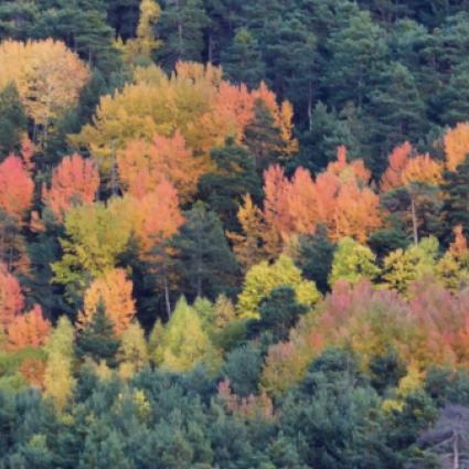 Colores de otoño